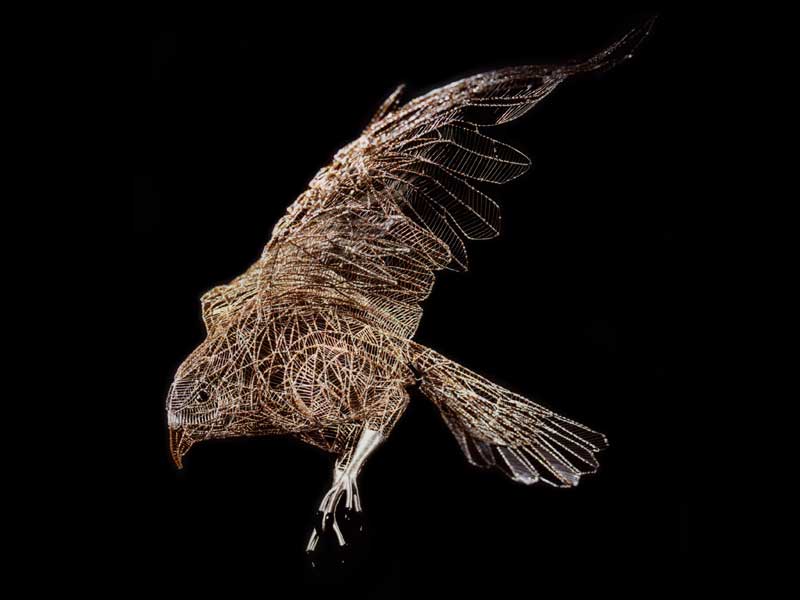 Bird of prey image