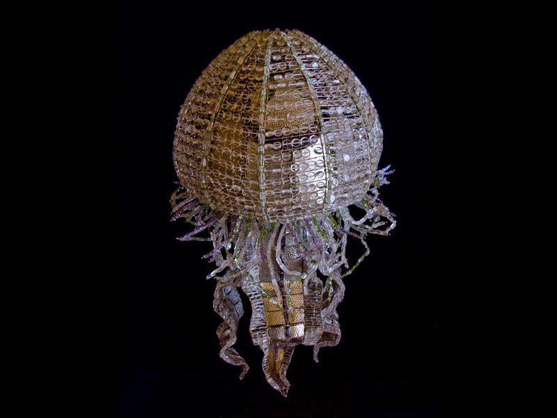 jellyfish image