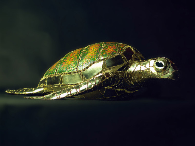 Turtle image