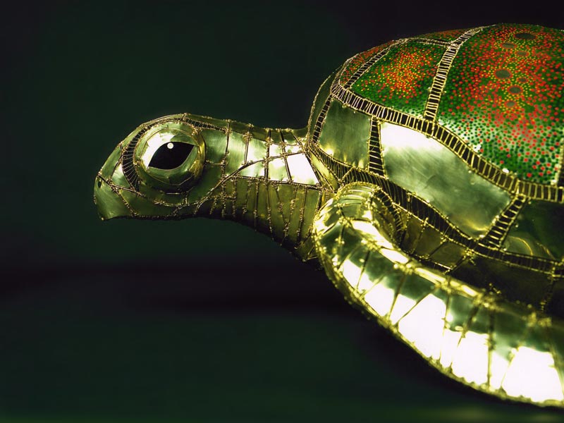 Turtle image